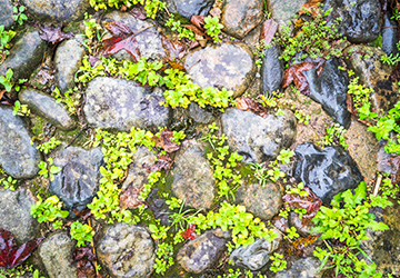 Maryland Landscapes - Service - Moss Wall